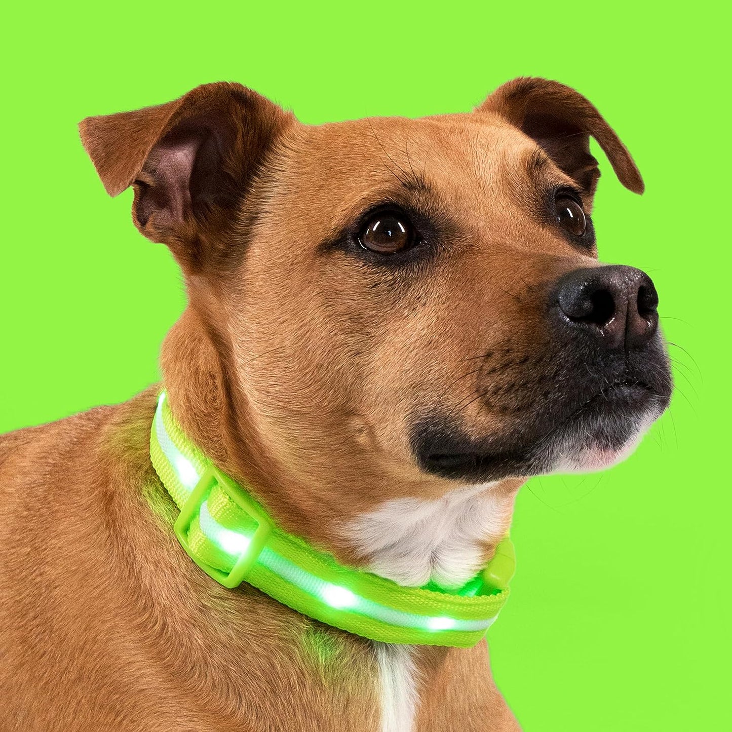 Light up Dog Collar - the Original LED Dog Collar - USB Rechargeable - Waterproof - 1,000 Feet of Visibility - Dog Collar Light for Small, Medium, Large Dogs - USA Brand